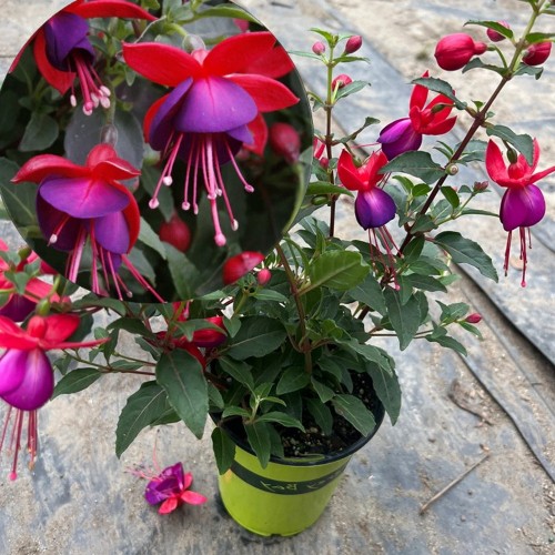 Fuchsia 'Jollies Nantes' - Fuksia 'Jollies Nantes' 